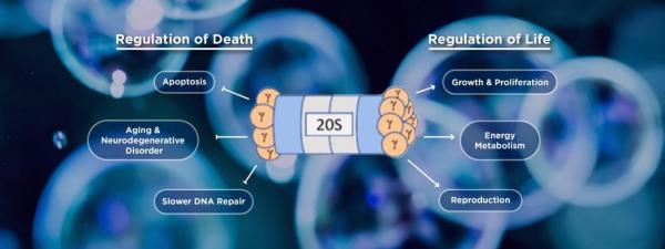 NYU Shanghai Student and Professor Team Up to Study Proteasome Activator REGγ